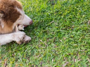 Artificial Grass For Dogs