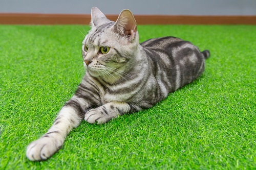 Cat on synthetic turf